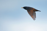 Spotless Starling (Sturnus unicolor)