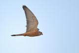 Lesser Kestrel (Falco naumanni) 