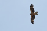 Booted Eagle (Aquila pennata)