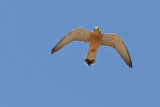 Lesser Kestrel (Falco naumanni) 
