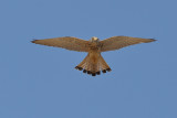 Lesser Kestrel (Falco naumanni)