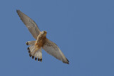 Lesser Kestrel (Falco naumanni)