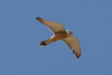 Lesser Kestrel (Falco naumanni) 