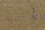 Great Bustard (Otis tarda)