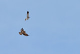 Black Kite  (Milvus migrans) - Montagus Harrier (Circus pygargus) 
