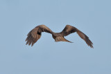 Black Kite (Milvus migrans)