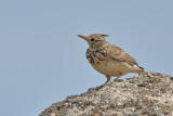 Crested Lark (Galerida cristata)