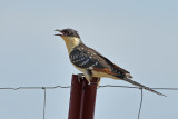 Great Spotted Cuckoo (Clamator glandarius)