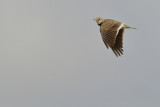 Calandra Lark (Melanocorypha calandra)