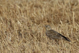 Calandra Lark (Melanocorypha calandra)