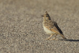 Thekla Lark (Galerida theklae)