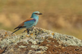 European Roller (Coracias garrulus)