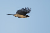 Iberian Magpie (Cyanopica cooki)