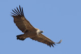 Griffon vulture (Gyps fulvus)