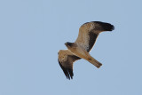 Booted Eagle (Aquila pennata)