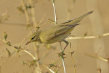 Willow Warbler ( Phylloscopus trochilus)