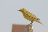 Willow Warbler ( Phylloscopus trochilus)