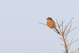 Iberian Grey Shrike (Lanius meridionalis)