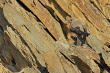 Crag Martin (Ptyonoprogne rupestris)