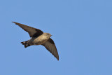 Crag Martin (Ptyonoprogne rupestris)