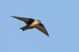 Crag Martin (Ptyonoprogne rupestris)