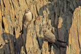 Crag Martin (Ptyonoprogne rupestris)