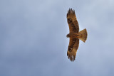 Booted Eagle (Aquila pennata)