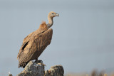 Griffon vulture (Gyps fulvus)