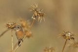 European Stonechat (Saxicola rubicola)