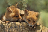 Eurasian Red Fox -  (Vulpes vulpes crucigera)