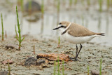 Kentish Plover (Charadrius alexandrinus)