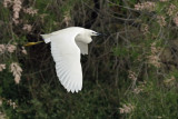 Little Egret (Egretta garzetta)