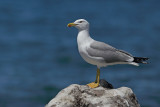 Yellow-legged Gull - (Larus michahellis ssp. michahellis)