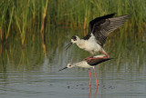 Black-winged Stilt (Himantopus himantopus)