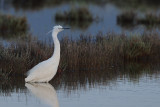 Little Egret (Egretta garzetta)