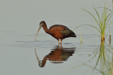 Glossy Ibis (Plegadis falcinellus)