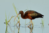 Glossy Ibis (Plegadis falcinellus)