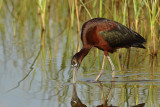 Glossy Ibis (Plegadis falcinellus)