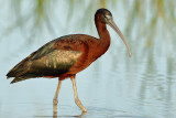 Glossy Ibis (Plegadis falcinellus)