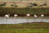 Flamingo  (Phoenicopterus roseus)