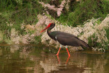 Black Stork - (Ciconia nigra)