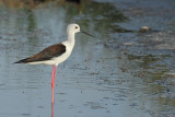 Black-winged Stilt (Himantopus himantopus)