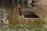 Black Stork - (Ciconia nigra)