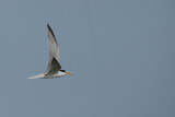 Little Tern (Sternula albifrons)