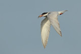 Common Tern (Sterna hirundo)
