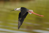 Black-winged Stilt (Himantopus himantopus)