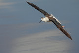 Black-winged Stilt (Himantopus himantopus)