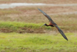 Glossy Ibis (Plegadis falcinellus)