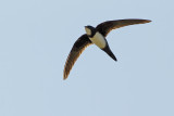 Alpine Swift (Apus melba)