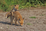 Eurasian Red Fox - (Vulpes vulpes crucigera)
